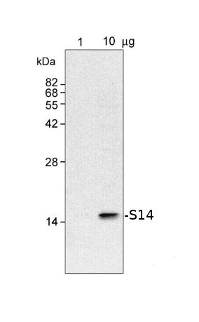 western blot using anti-S14 antibodies
